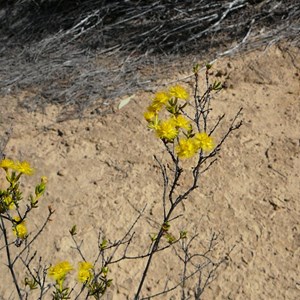 Verticordia chrysantha