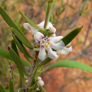 Hemigenia pachyphylla near Gascoyne Junction, WA 2009