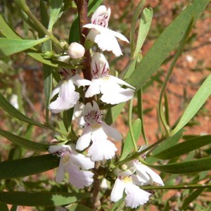 Hemigenia pachyphylla SE of Gascoyne Junction, WA 2009