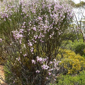 Eremophila scoparia near Salmon Gums, WA 2009