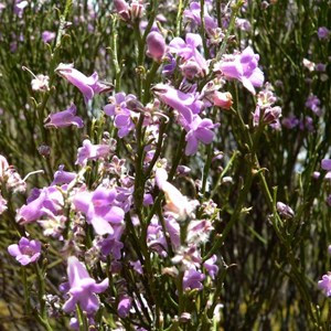 Eremophila scoparia near Salmon Gums, WA 2009