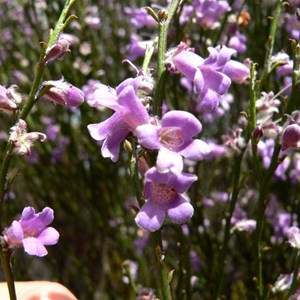 Eremophila scoparia near Salmon Gums, WA 2009