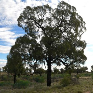 Desert Oak. Allocasuarina decaisneana.