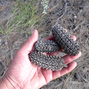 Seed "cones" of desert oak.