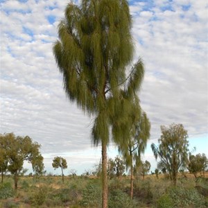 Juvenile Desert Oak showing upright narrow shape.