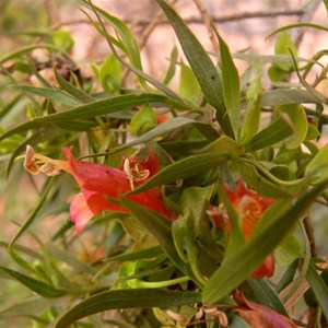 Eremophila duttonii, roadside near Louth NSW