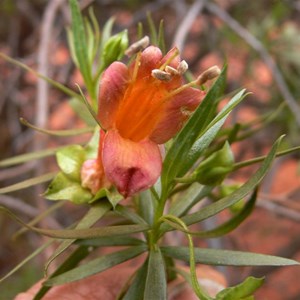 Eremophila duttonii, roadside near Louth NSW