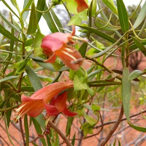 Eremophila duttonii, roadside near Louth NSW