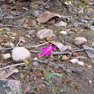 Little Pink Fairy Orchid