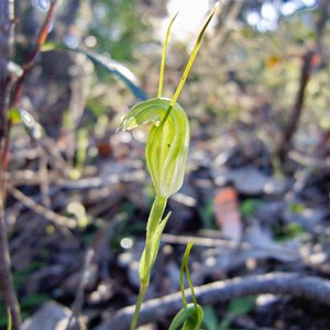 Karri snail orchid