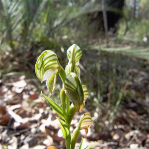 Banded greenhood