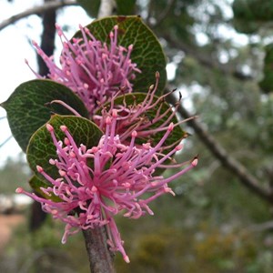 Hakea cucullata, Stirling Ranges NP, WA