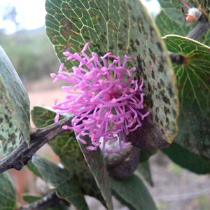 Hakea cucullata, Stirling Ranges NP, WA