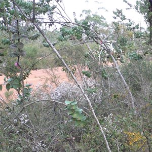 Hakea cucullata, Stirling Ranges NP, WA