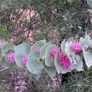 Hakea cucullata, Stirling Ranges NP, WA