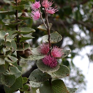 Hakea cucullata, Stirling Ranges NP, WA