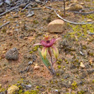 Dancing Spider Orchid