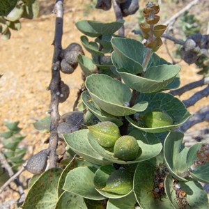  Hooded leaved Hakea (Scallops)