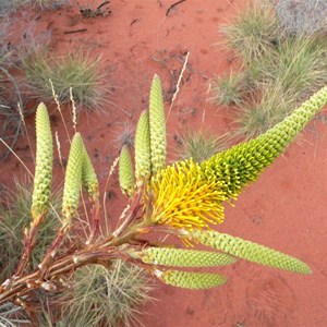 Grevillea