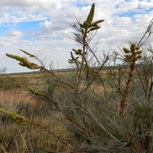 Grevillea