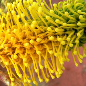 Grevillea