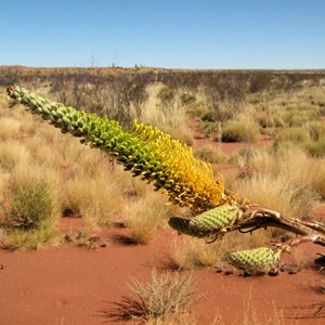 Grevillea