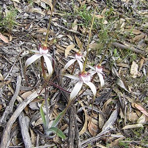  Tangled white spider orchid