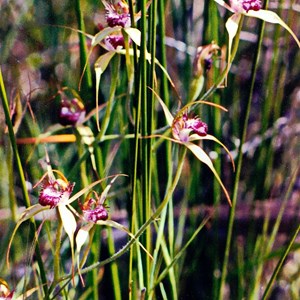 Swamp Spider Orchid