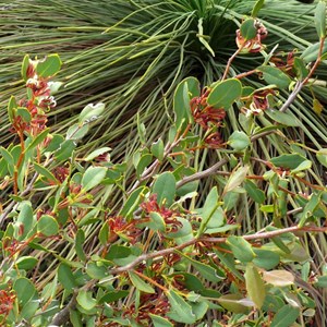 Hakea denticulata, Stirling Ranges NP, WA 2009.