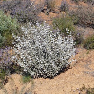 Dasymalla terminalis - Native Foxglove