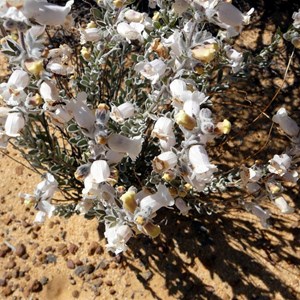 Dasymalla terminalis - Native Foxglove