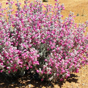 Dasymalla terminalis - Native Foxglove