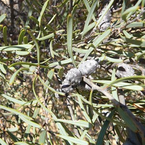 Hakea erecta