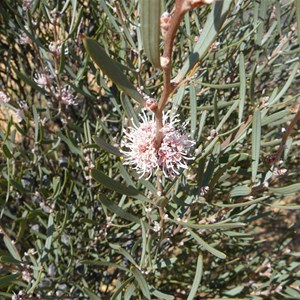 Hakea erecta