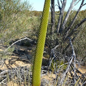 Grass Tree - Xanthorrhoea thorntonii Tate.  Gus Luck Track, WA 