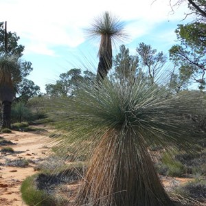 Grass Tree - Xanthorrhoea thorntonii.  Queen Victoria Springs.  GVD, WA 