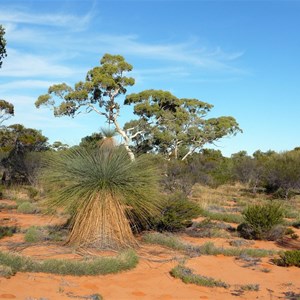 Grass Tree - Xanthorrhoea thorntonii.  Queen Victoria Springs.  GVD, WA 