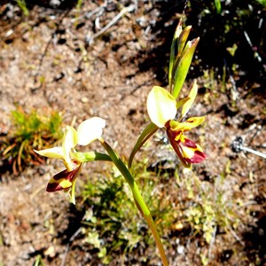 Diuris picta