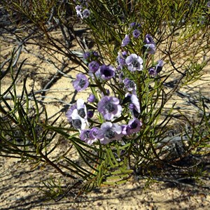 Tinsel-flower - Cyanostegia angustifolia