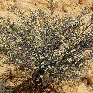 Chamelaucium pauciflorum