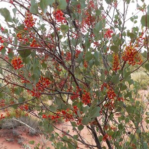 Holly-leafed Grevillea