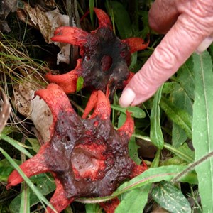 Starfish Fungus, Brindabella Ranges, NSW/ACT