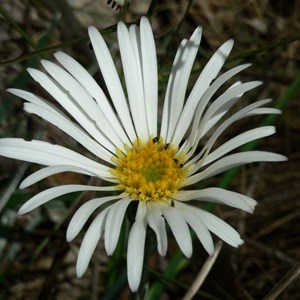 Celmisia longifolia, Brindabella Ranges, NSW/ACT 2014