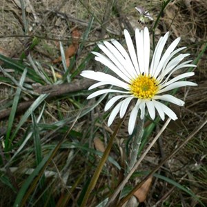 Celmisia longifolia, Brindabella Ranges, NSW/ACT 2014