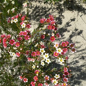 Chamelaucium axillare, Cape Arid NP, WA