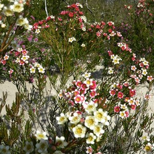 Chamelaucium axillare, Cape Arid NP, WA