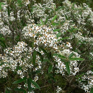 Olearia megalophylla, Brindabella Ranges ACT/NSW 2014