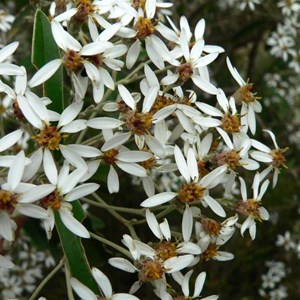 Olearia megalophylla, Brindabella Ranges ACT/NSW 2014