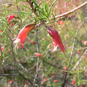 Emu Bush. Eremophila