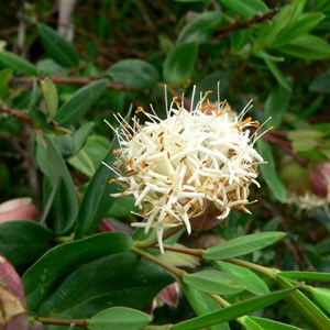 Pimelea ligustrina, Brindabella Ranges, ACT/NSW Dec 2014